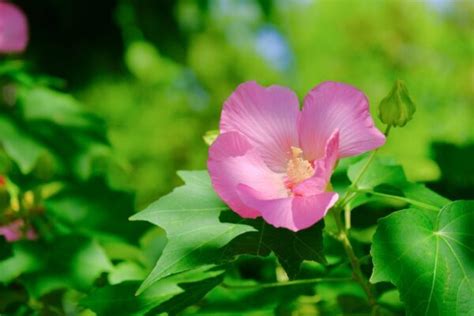 芙蓉 植物|フヨウ（芙蓉）とは？育て方・栽培方法 